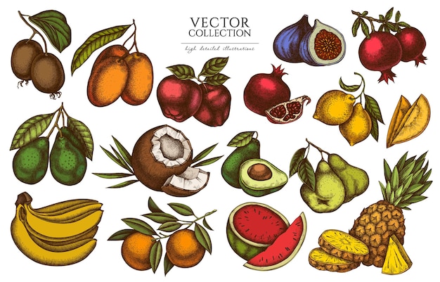 Vector fruits vintage illustrations collection hand drawn logo designs with bananas pears kiwi etc