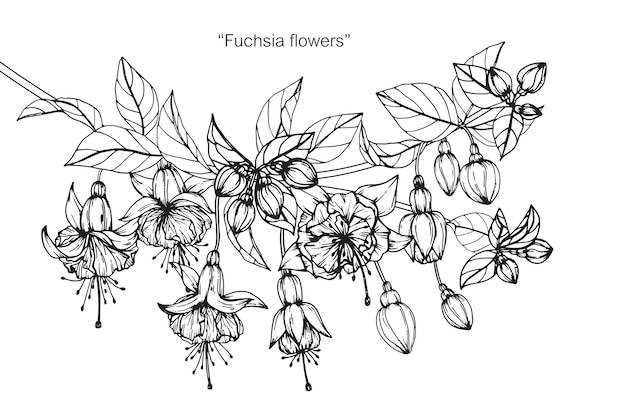 Fuchsia flower drawing illustration