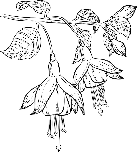 Fuchsia flowers outline illustration