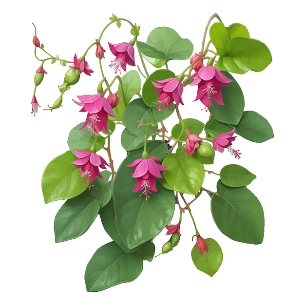 Vector fuchsia procumbens creeping flower elegant vector for designers