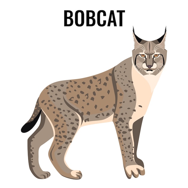 Full length spotted bobcat vector illustration isolated. Wildlife animal cat specie with coat in grey and white colors with sharp ears