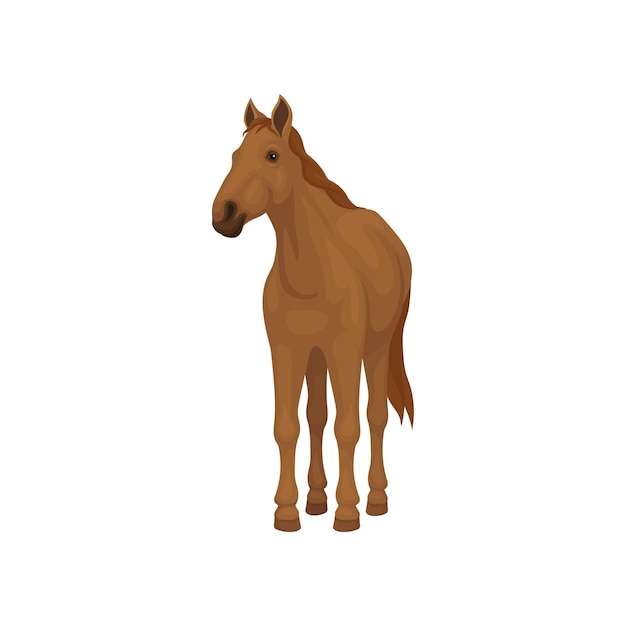 Fulllength portrait of brown horse standing isolated on white background front view Lovely animal with hooves flowing mane and long tail Element for advertising poster or banner Flat vector icon