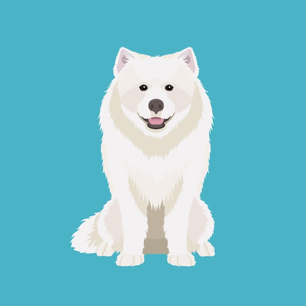 Funny Samoyed isolated on white background