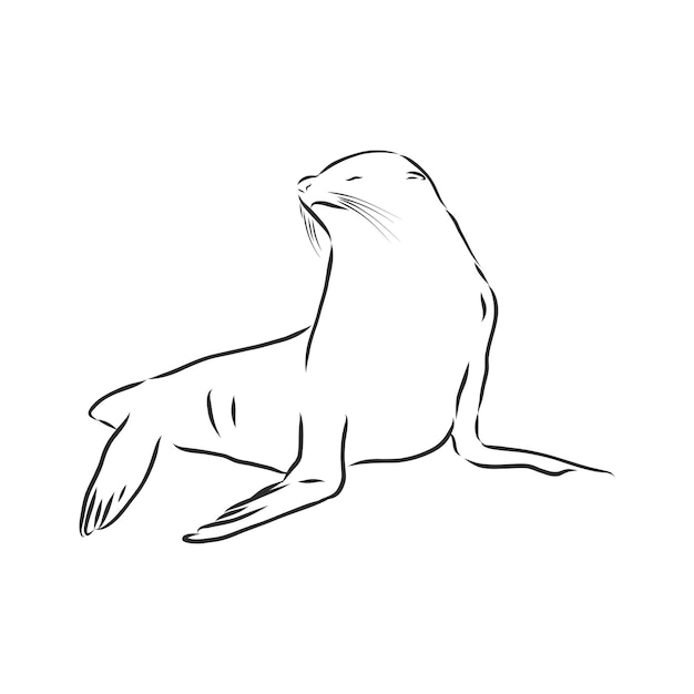 Funny sketch of a sea lion  Navy seal animal vector sketch illustration