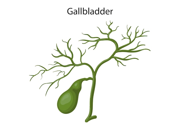 Gallbladder human digestive system for anatomy vector illustration