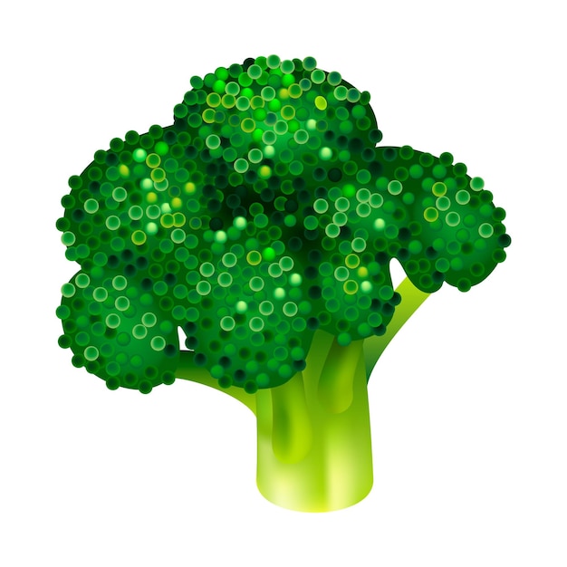 Garden broccoli icon Isometric of garden broccoli vector icon for web design isolated on white background