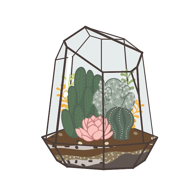 Garden of cactus and succulent plants inside a terrarium.