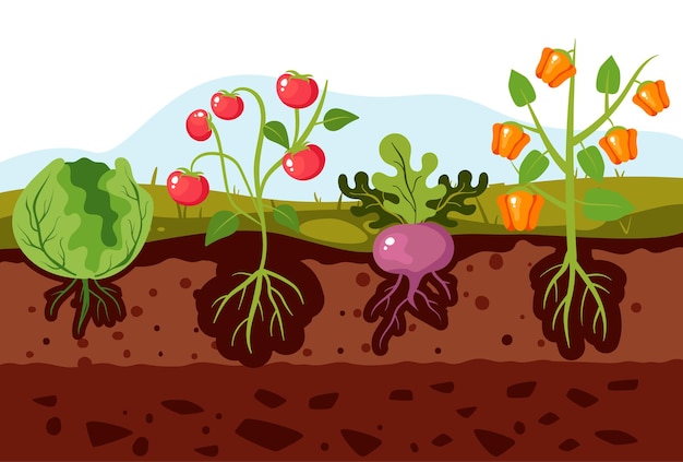 Garden plant root vegetable grow crop agriculture concept graphic design illustration