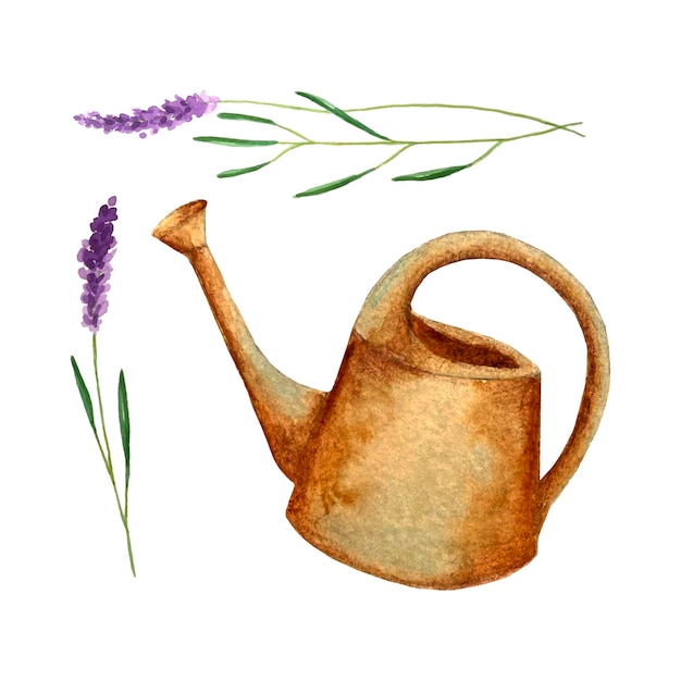 Garden watering can and sprigs of lavender watercolor hand drawing isolated on a white background