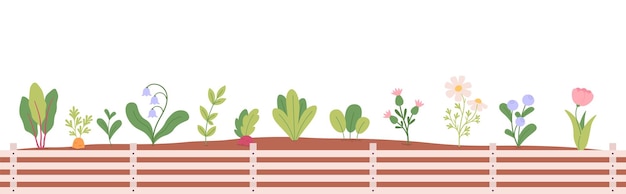 Garden wooden box of different plants planting in ground Vegetables berries and flowers Nature organic seasonal growth vector decorative banner