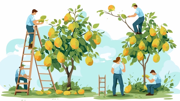 Vector gardeners harvesting pears from tree fruit season image