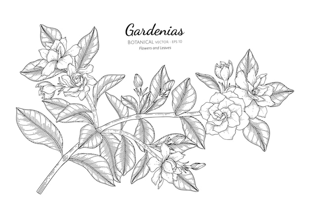 Gardenias flower and leaf hand drawn botanical illustration with line art