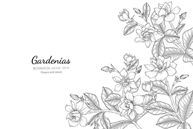 Gardenias flower and leaf hand drawn botanical illustration with line art.