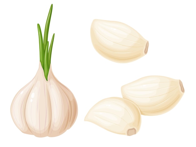 Garlic in cartoon style Vegetable from the garden Organic food