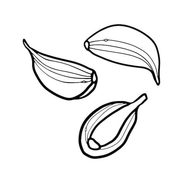 Garlic Cloves hand drawn outline doodle Premium Vector