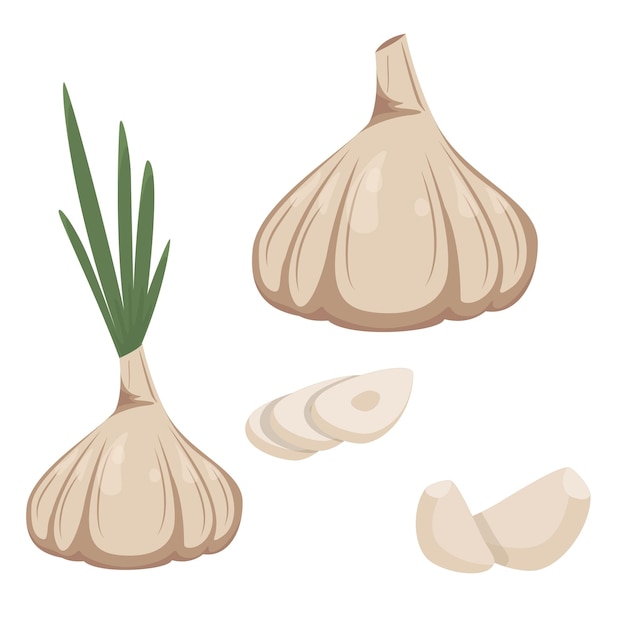 Garlic in a flat style isolated on a white background Whole garlic garlic cloves and cut