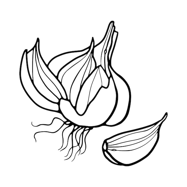 Garlic and Garlic Clove hand drawn outline doodle Premium Vector