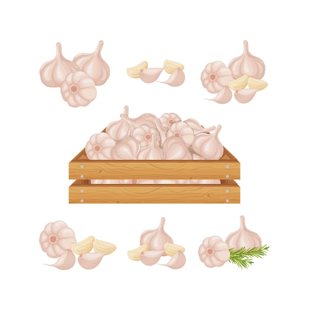 Garlic Garlic in a wooden box Wooden box with ripe garlic Image of garlic heads Vitamin vegetables from the garden Vector illustration