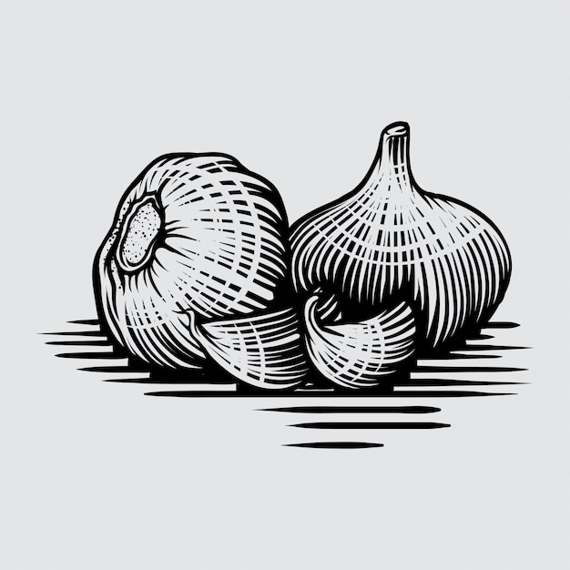 Garlic in graphic style hand-drawn illustration