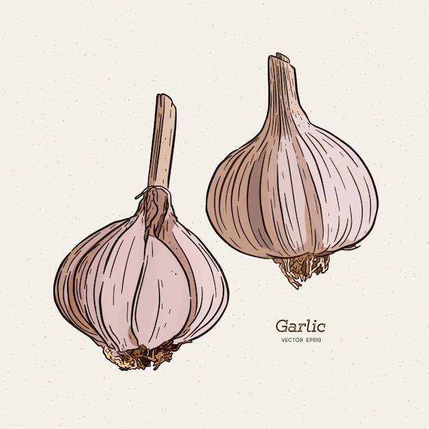 Garlic, hand draw sketch.