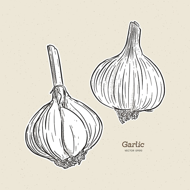 Garlic, hand draw sketch.