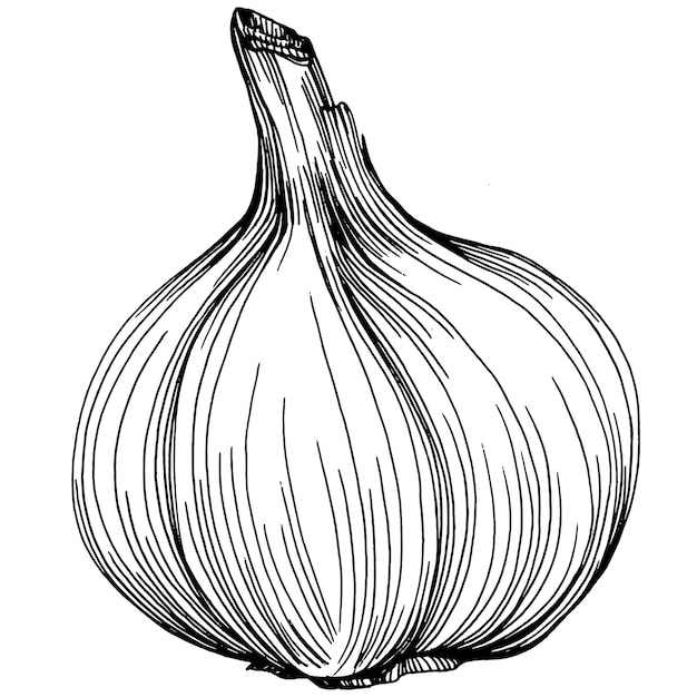 Garlic hand drawing   sketch illustration. Engraved style. Product on the agricultural market. The best situated for design menu, label, badges, banners and promotion.