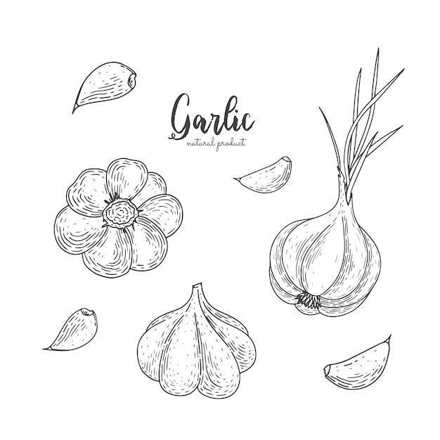  garlic hand drawn illustration in the style of engraving. Detailed vegetarian food drawing.