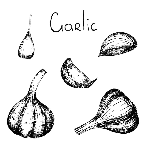 Garlic. Hand-drawn illustration. Vector sketch