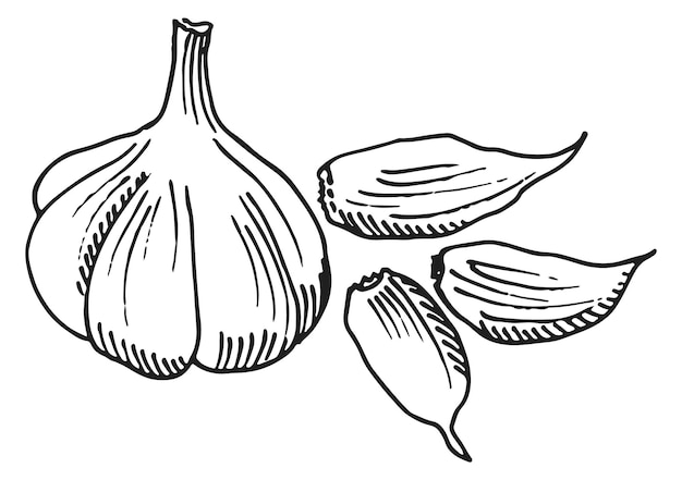 Garlic head with cloves sketch Spice food engraving