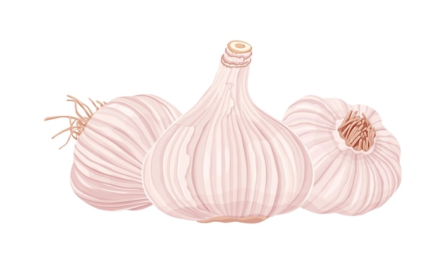 Garlic isolated on white background. Vector eps 10. perfect for wallpaper or design elements.