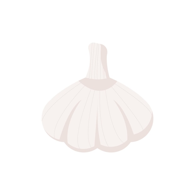 Garlic isolated on white background Vector illustration