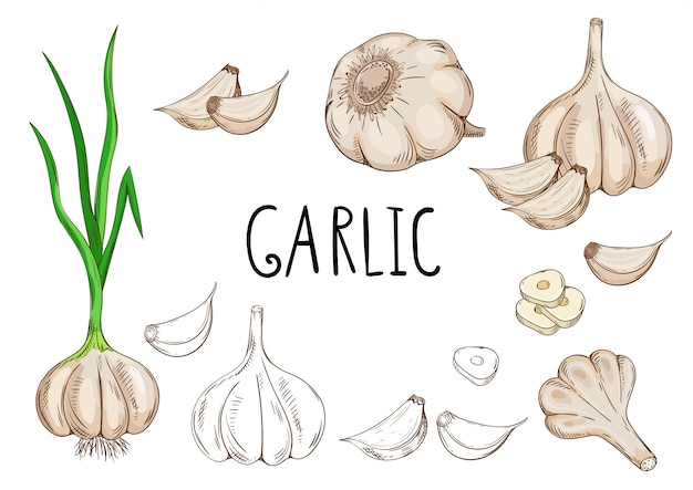 Garlic isolated on white background