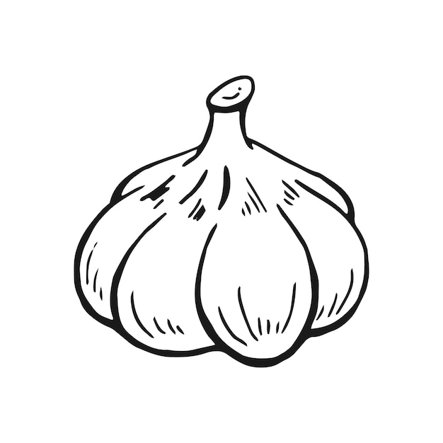 Garlic outline Hand drawn vector illustration Farm market product isolated vegetable engraved bunch of garlic