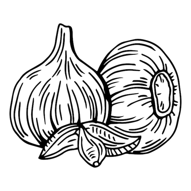 Garlic outline vector illustration.