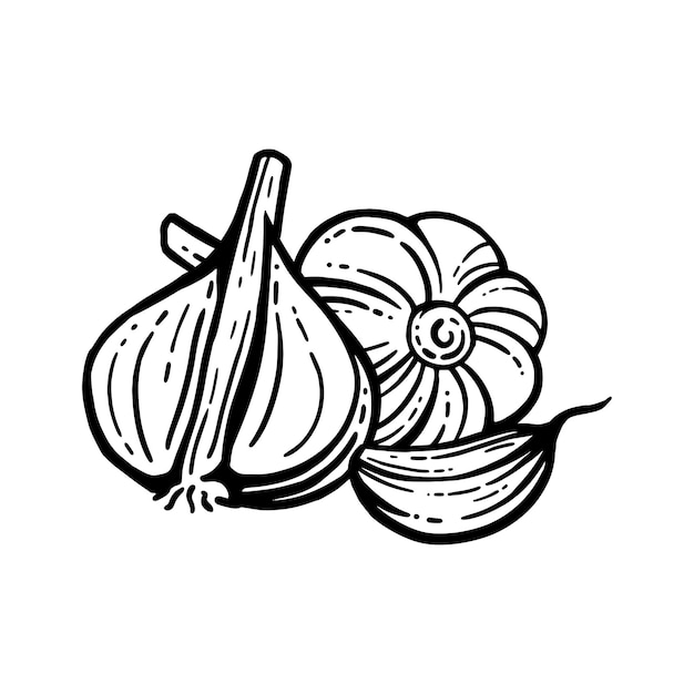 Garlic set. Hand drawn illustrations. Sliced Garlic Isolated Background. With layers.