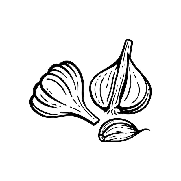 Garlic set. Hand drawn illustrations. Sliced Garlic Isolated Background.