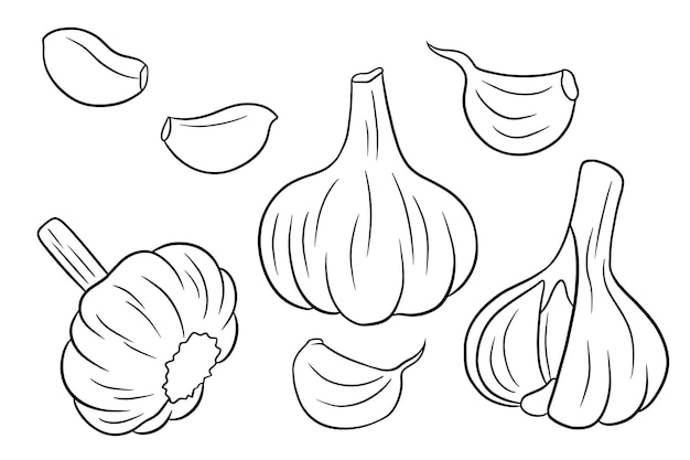 Garlic set. Head of garlic, cloves, peeled and husked. In line style. Vector illustration for design and decoration.