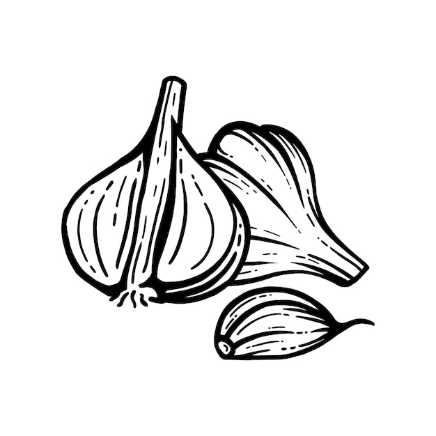 Garlic sketch. chopped garlic. Vector sketch isolated background. With layers.