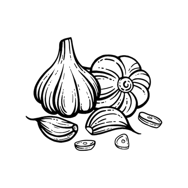 Garlic sketch. chopped garlic. Vector sketch isolated background. With layers.