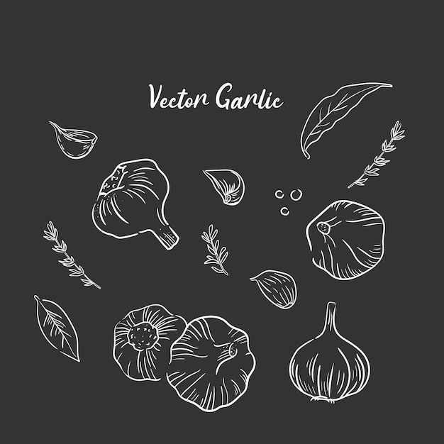 Garlic and spices handdrawn on a black backgroundlinear outline drawing