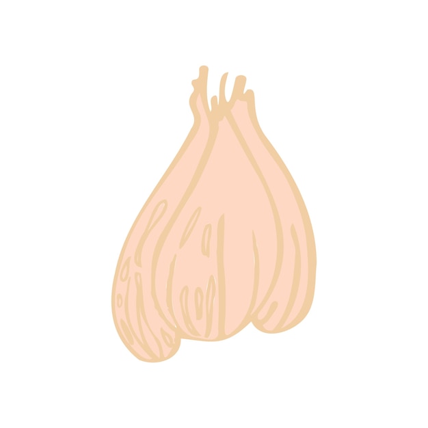 Garlic vector isolated illustration sketch