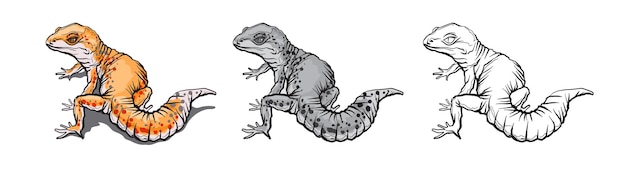 Gecko lizard animal. Reptile in natural wildlife isolated in white background.