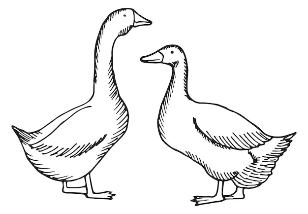 Geese sketch Domestic birds Farm poultry drawing