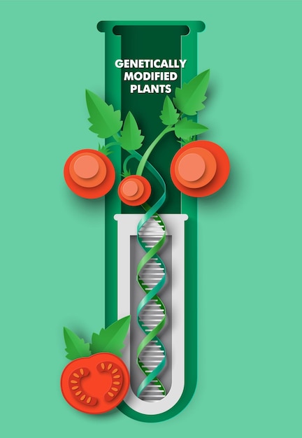 Genetically modified tomato plant d vector poster