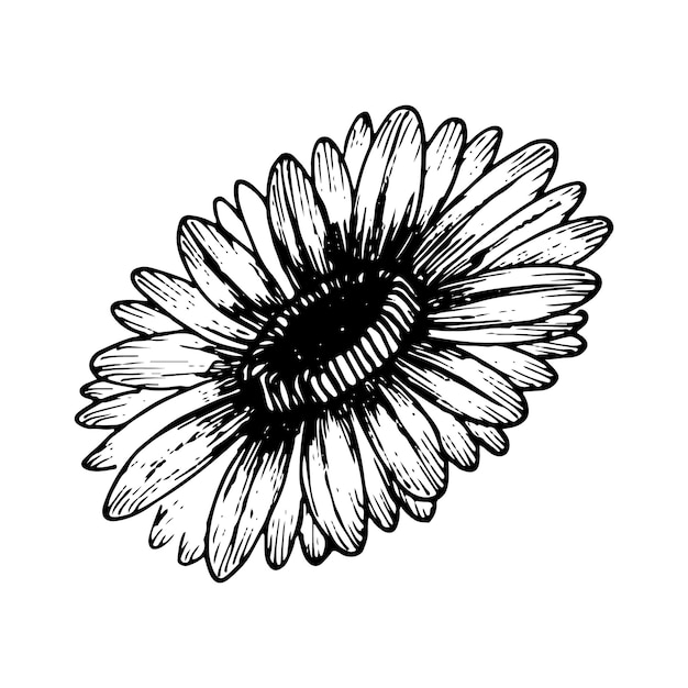 Gerbera flower line art sketch vector illustration Doodle