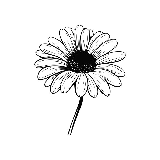 Vector gerbera flower vector illustration