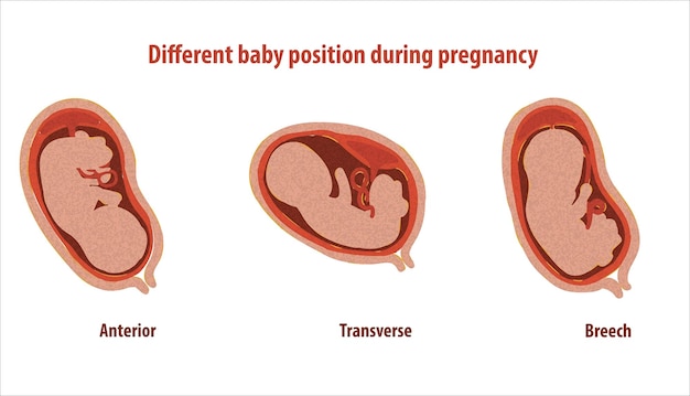 Vector gestational fetal development. embryonic lunar stage growth month to month