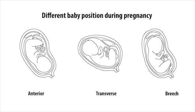 Vector gestational fetal development. embryonic lunar stage growth month to month