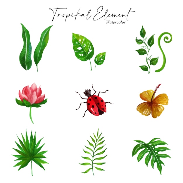 Get Inspiration From Our Watercolor Artwork Icon Which The Theme Of Tropical Elements With The Application Of Beautiful Colour On The White Background.