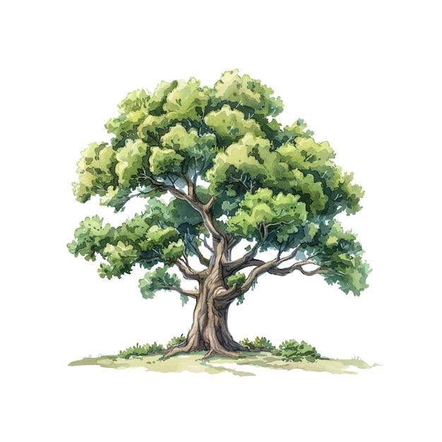 giant tree vector illustration in watercolor style